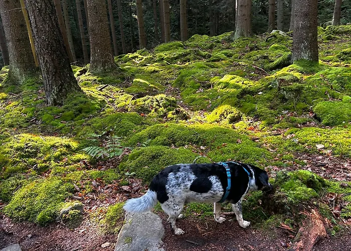 Pod Gwiazdami, Z Dwoma Ogrodkami I Dwoma Tarasami アパート ポラニツァ・ズドゥルイ