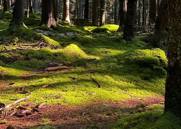 Pod Gwiazdami, Z Dwoma Ogrodkami I Dwoma Tarasami アパート ポラニツァ・ズドゥルイ